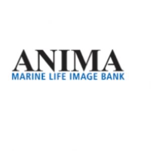 Anima Marine Life Image Bank